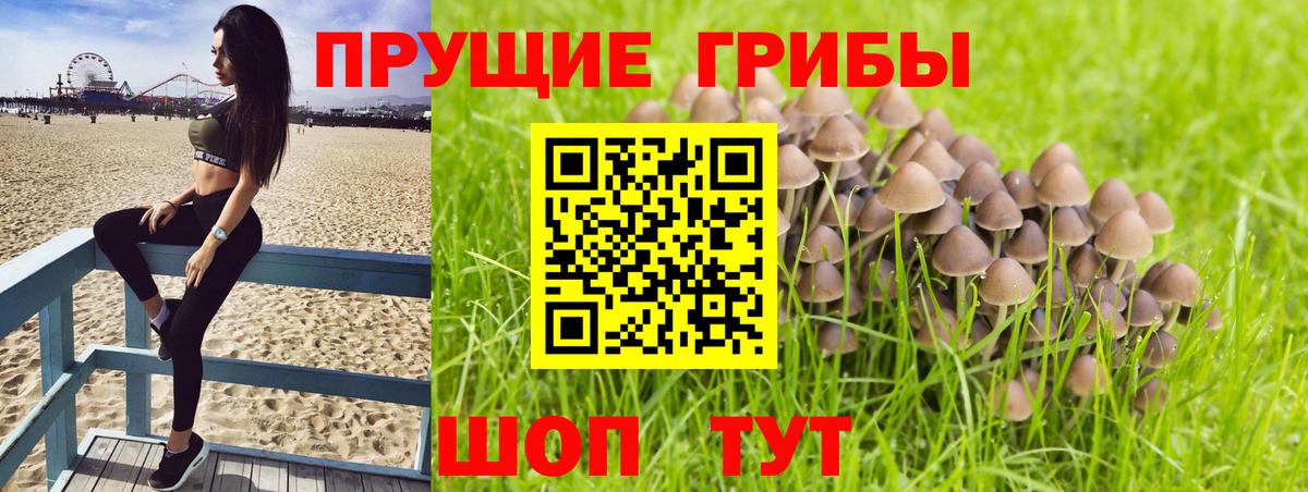 Галлюциногенные грибы Cubensis Электрогорск